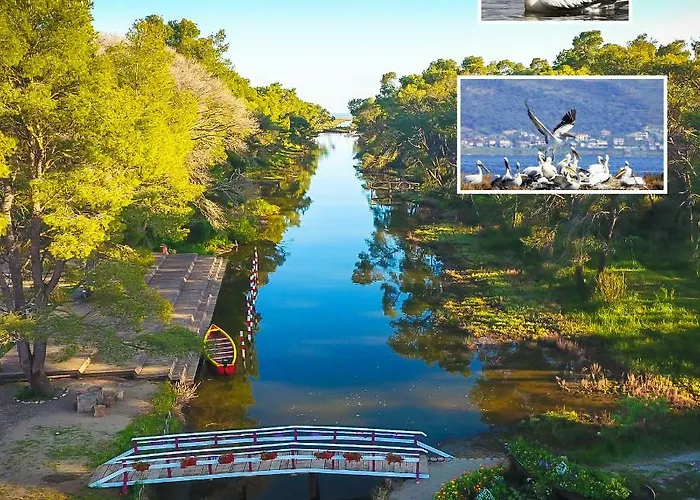 Andrea Bashuri Divjake