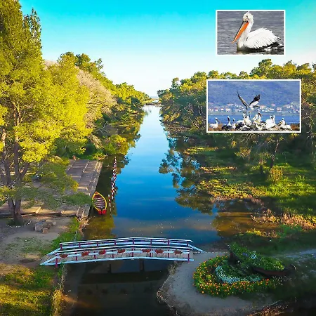 Andrea Bashuri ديفيجاكه