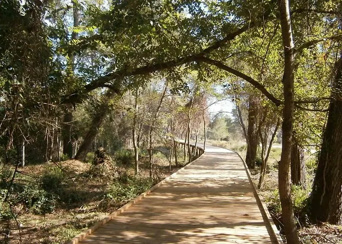 Andrea Bashuri Divjake